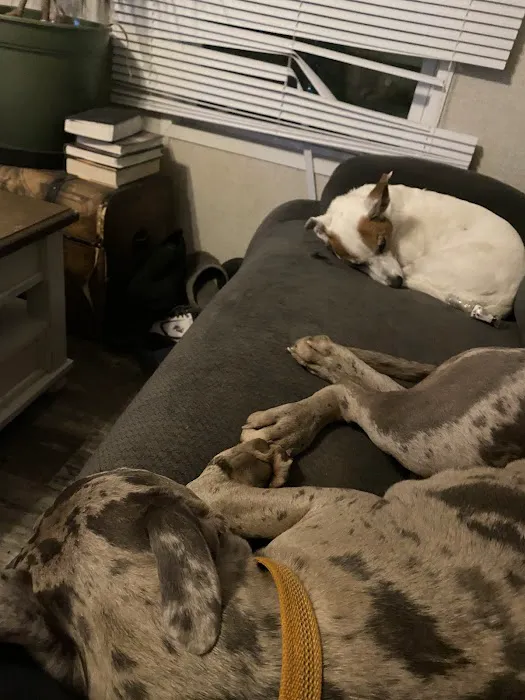 Companion Animal Hospital Picture 6