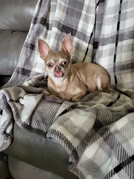 Companion Animal Hospital Picture 7