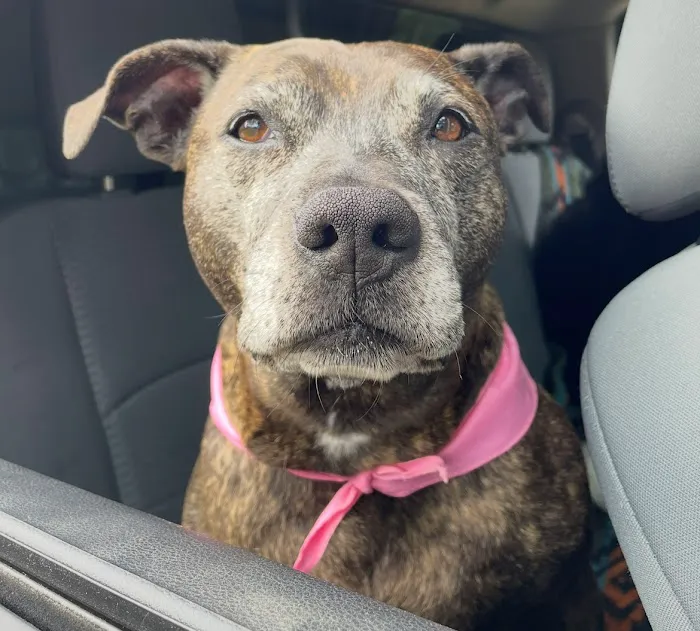 Companion Animal Hospital Picture 8