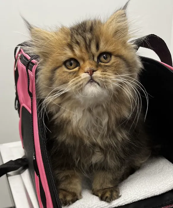 Auburn Oaks Animal Clinic Picture 4