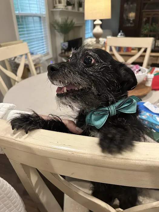 Auburn Oaks Animal Clinic Picture 2