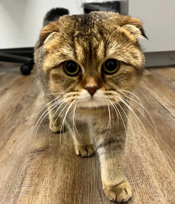 Auburn Oaks Animal Clinic Picture 5