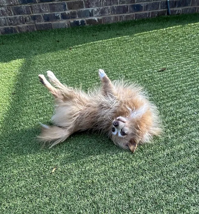 Auburn Oaks Animal Clinic Picture 9