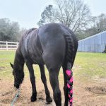 JT Vaughan Large Animal Teaching Hospital