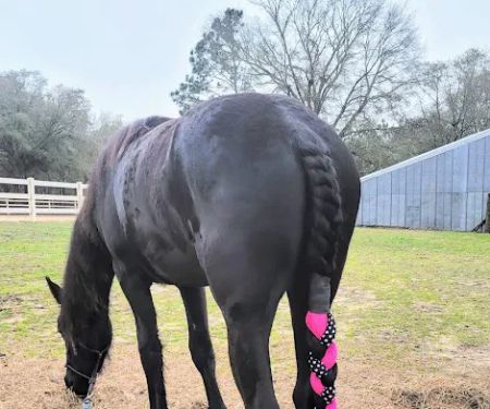 JT Vaughan Large Animal Teaching Hospital