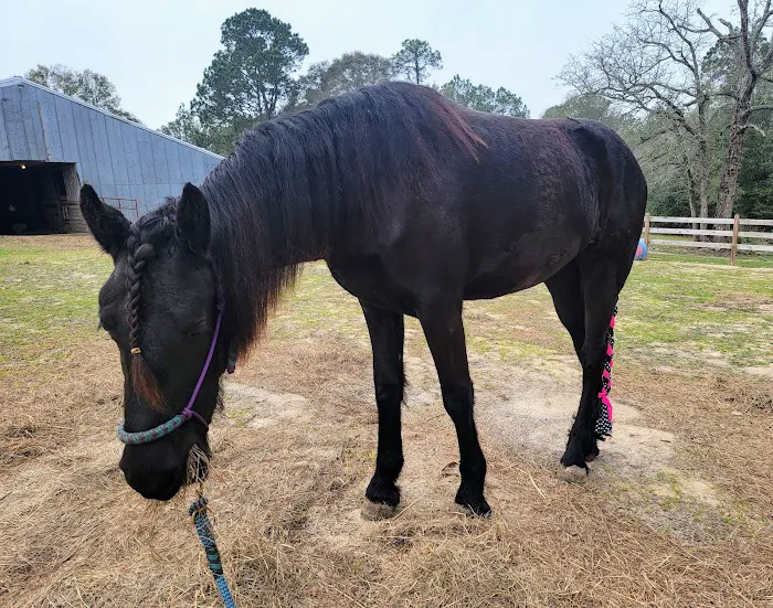 JT Vaughan Large Animal Teaching Hospital Picture 3