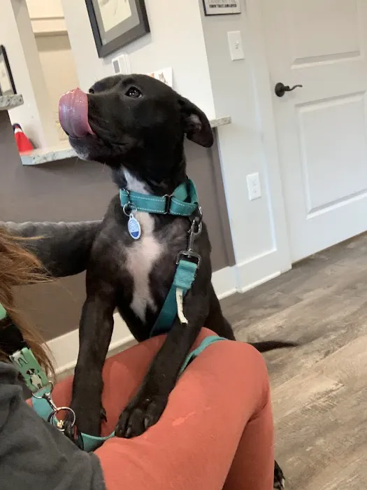 South College Veterinary Clinic Picture 1