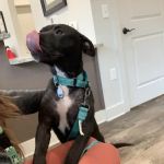 South College Veterinary Clinic