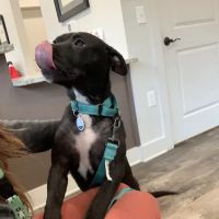 South College Veterinary Clinic ico