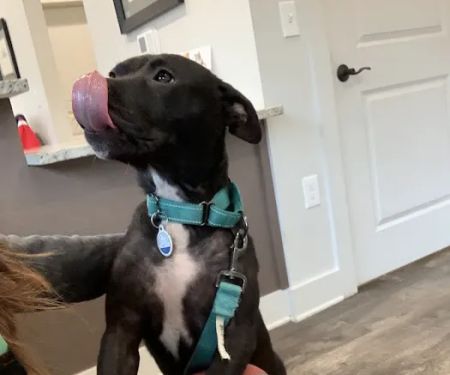 South College Veterinary Clinic