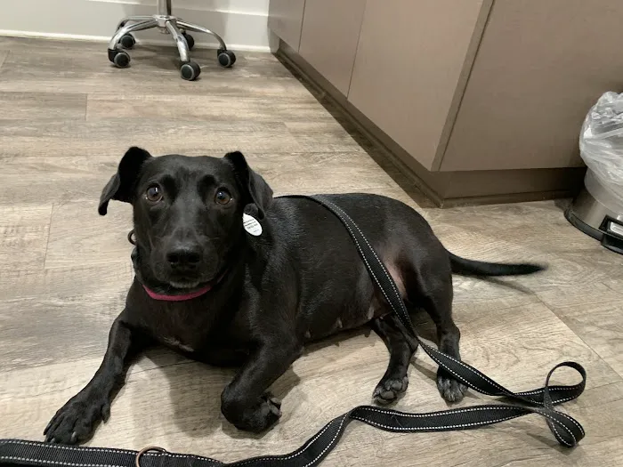 South College Veterinary Clinic Picture 2