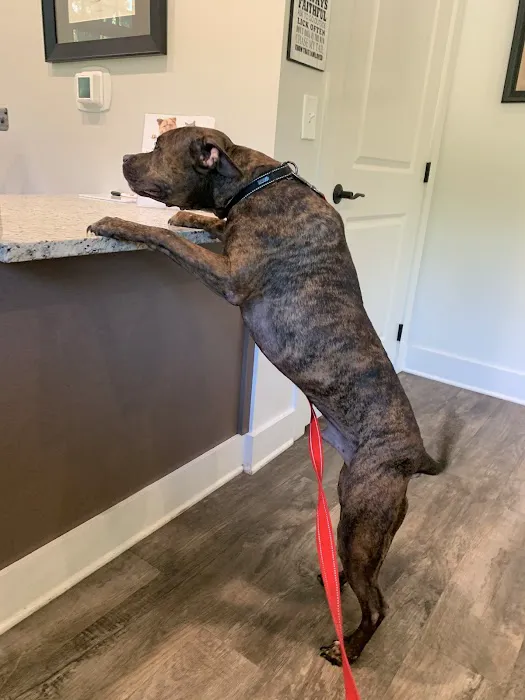 South College Veterinary Clinic Picture 4