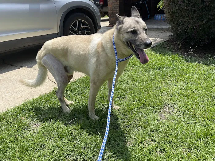 South College Veterinary Clinic Picture 3