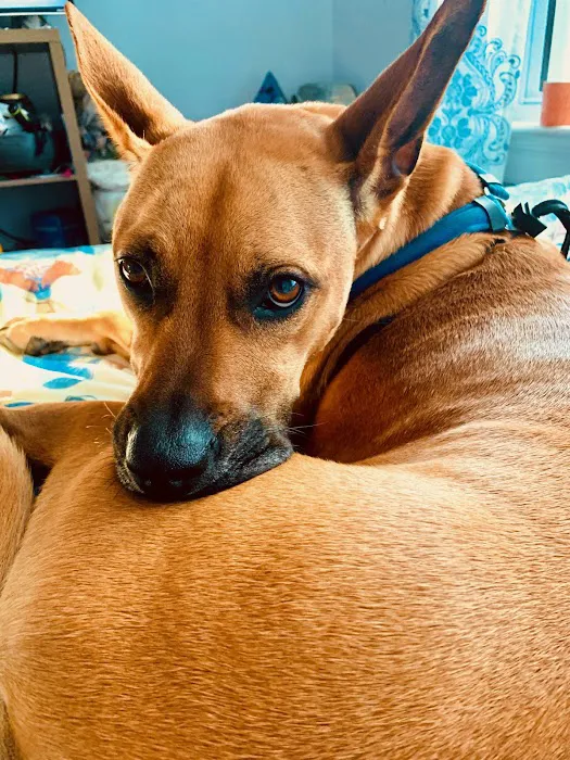 South College Veterinary Clinic Picture 9