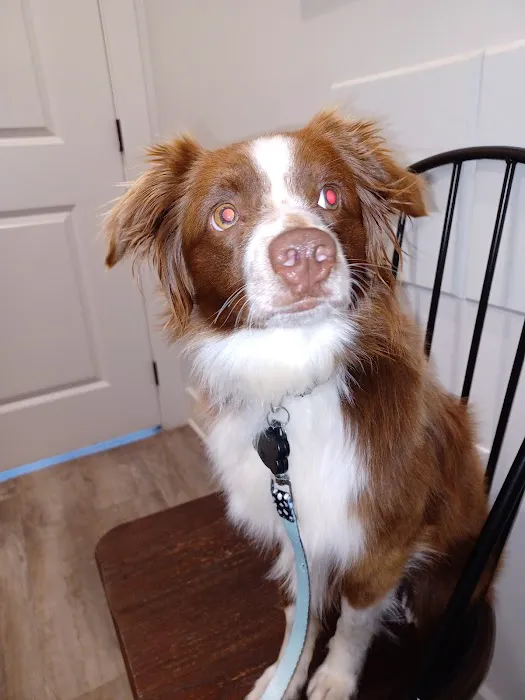 South College Veterinary Clinic Picture 7