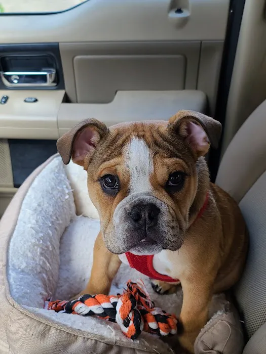 South College Veterinary Clinic Picture 6