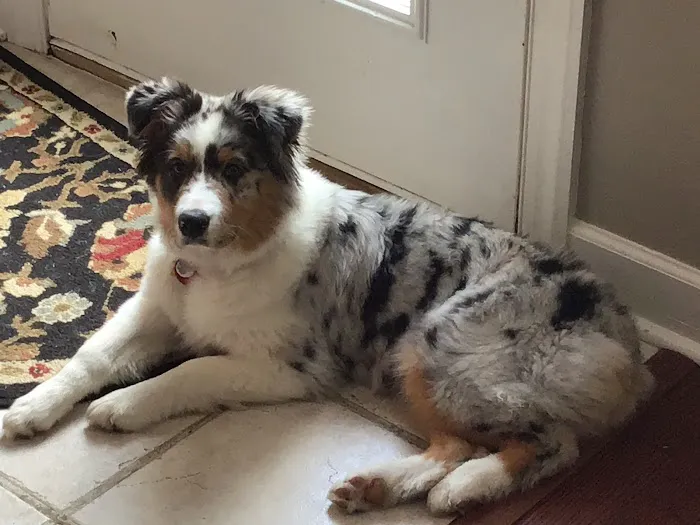 South College Veterinary Clinic Picture 5