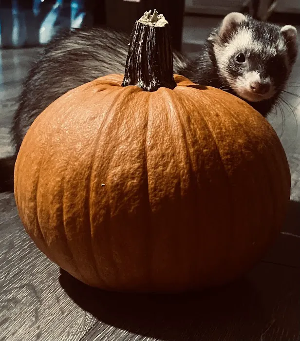 All Creatures Veterinary Clinic Picture 2