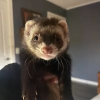 All Creatures Veterinary Clinic ico