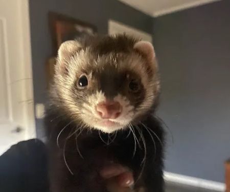 All Creatures Veterinary Clinic