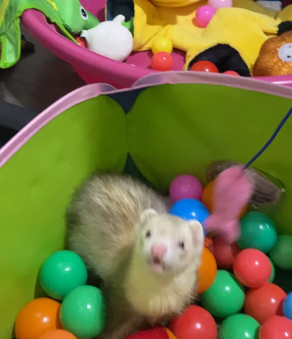 All Creatures Veterinary Clinic Picture 4