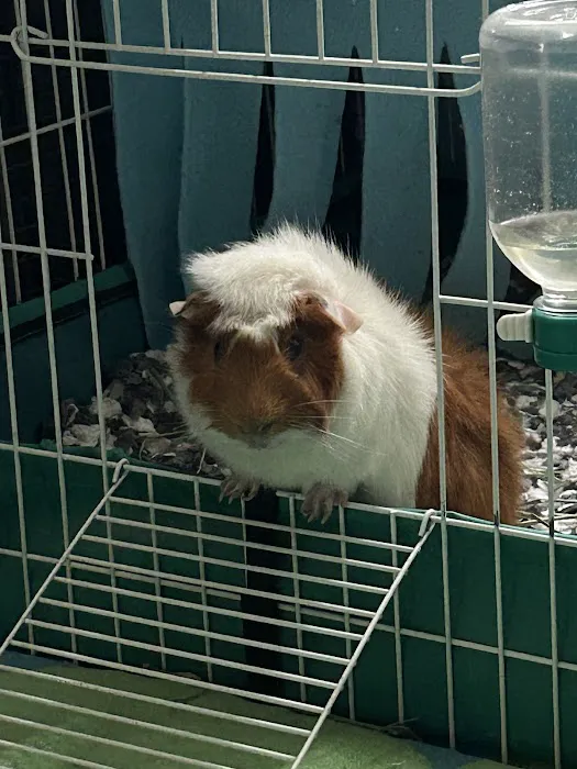 All Creatures Veterinary Clinic Picture 10