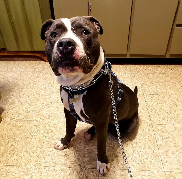 All Creatures Veterinary Clinic Picture 9