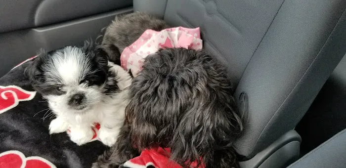 2nd Avenue Animal Hospital Picture 1