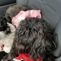 2nd Avenue Animal Hospital ico