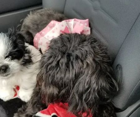 2nd Avenue Animal Hospital