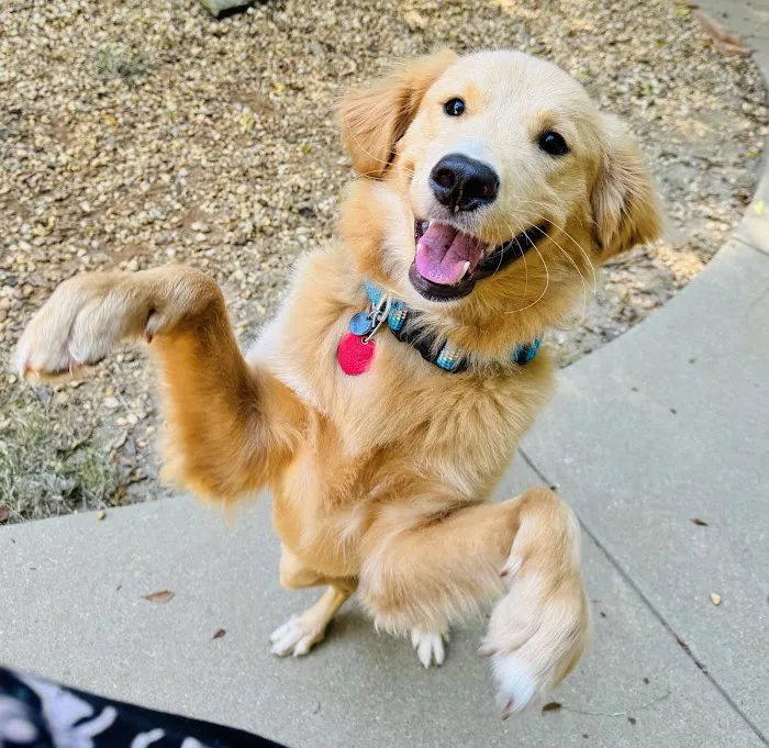 2nd Avenue Animal Hospital Picture 6