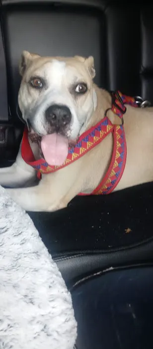 2nd Avenue Animal Hospital Picture 8