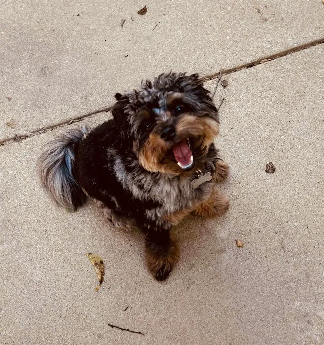 2nd Avenue Animal Hospital Picture 10