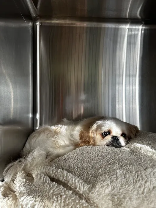 2nd Avenue Animal Hospital Picture 9