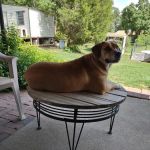 Summerville Animal Hospital