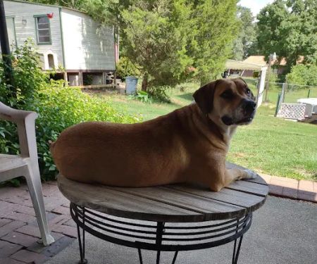 Summerville Animal Hospital