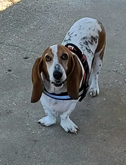 Summerville Animal Hospital Picture 4