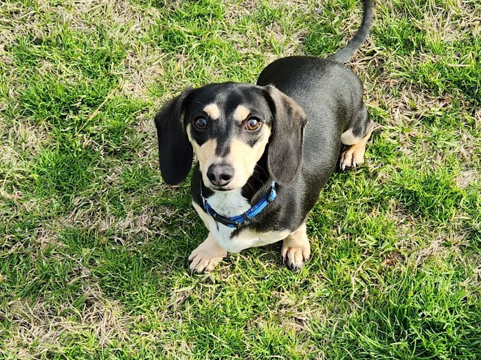 Summerville Animal Hospital Picture 3