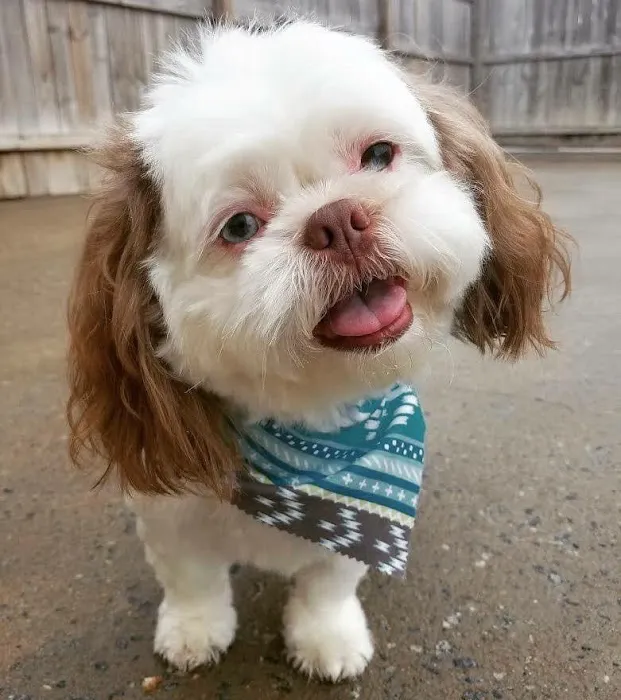 Summerville Animal Hospital Picture 6