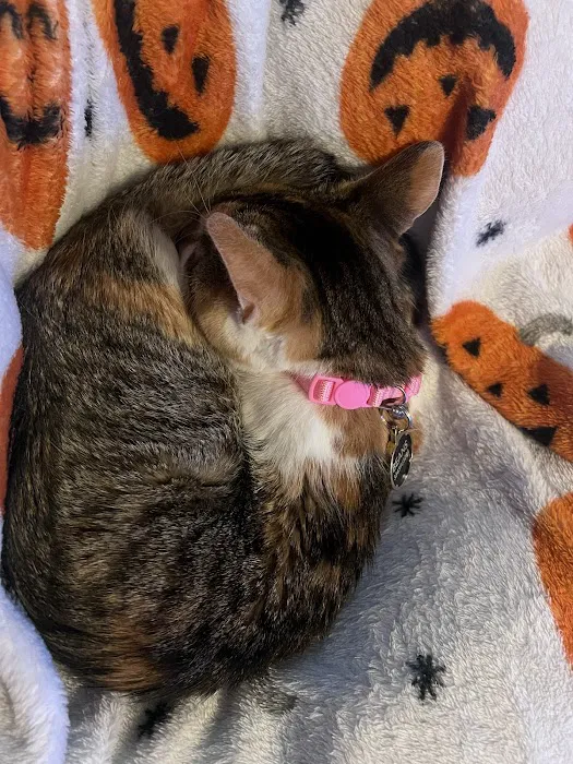 Summerville Animal Hospital Picture 8