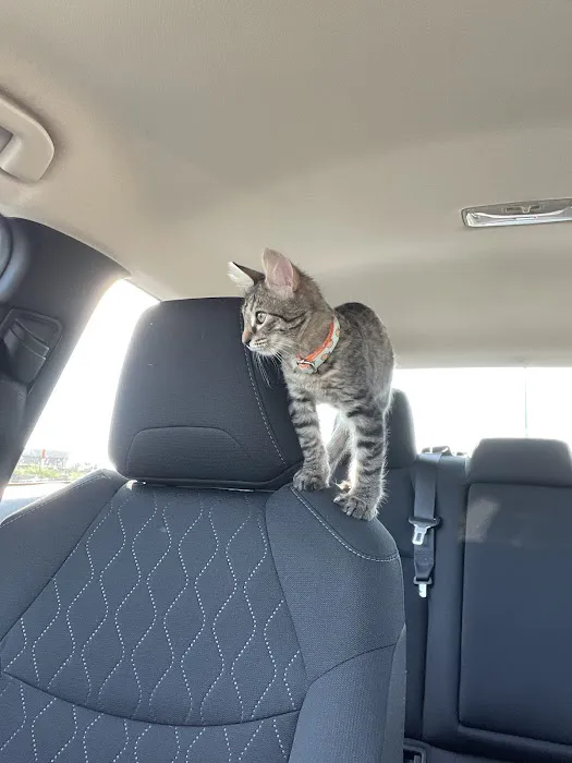 Summerville Animal Hospital Picture 9