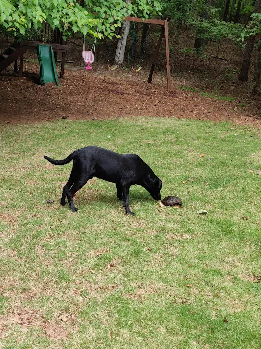 Summerville Animal Hospital Picture 10