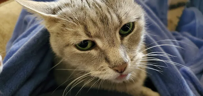 Uptown Veterinary Clinic Picture 3