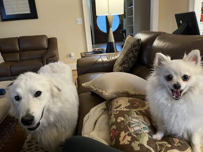 Uptown Veterinary Clinic Picture 7