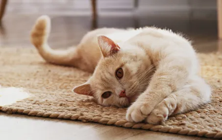 Uptown Veterinary Clinic Picture 9