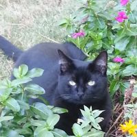 Buena Vista Road Animal Hospital ico