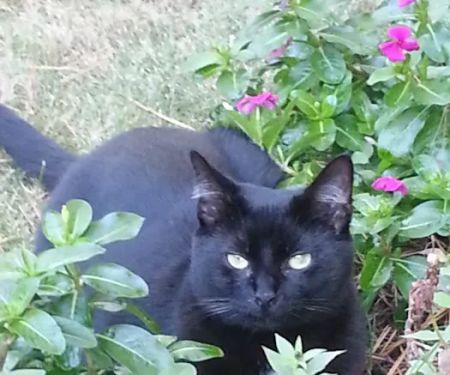 Buena Vista Road Animal Hospital