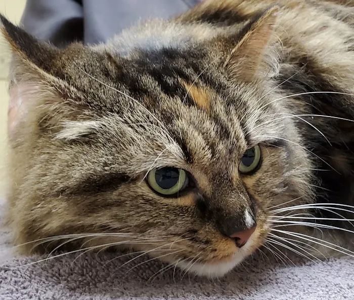 Buena Vista Road Animal Hospital Picture 2