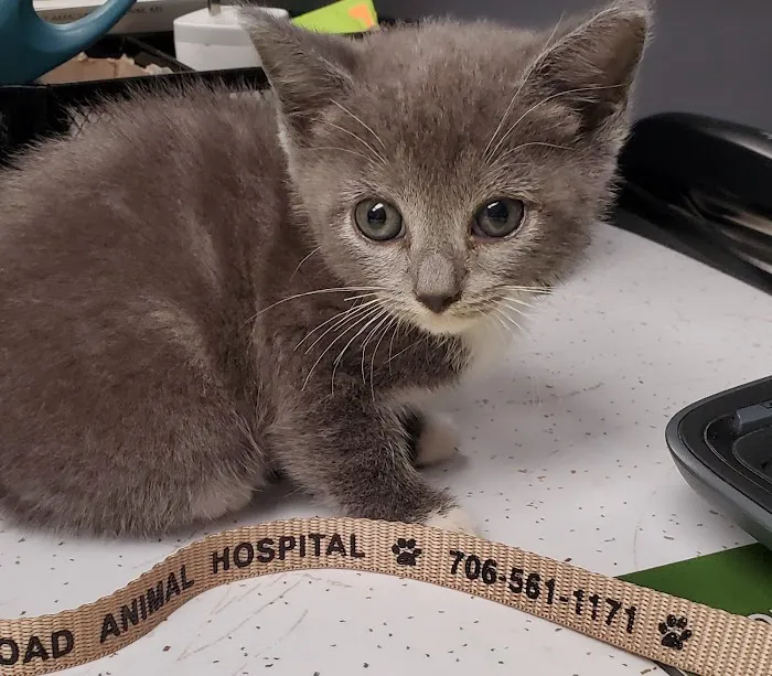 Buena Vista Road Animal Hospital Picture 5