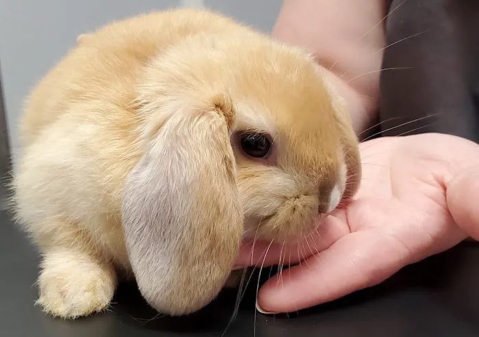 Buena Vista Road Animal Hospital Picture 3